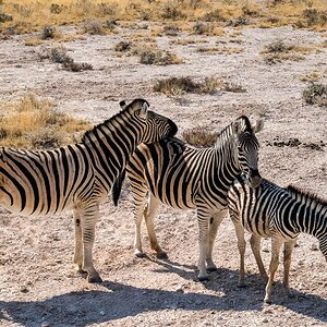 Zebras