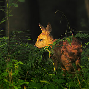 DSC 3198 Bambi 1000