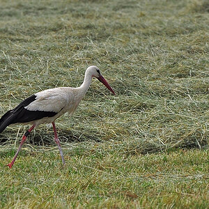 DSC 2212 Storch 1000 Altmühltal
