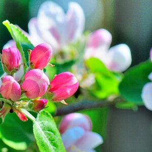 Apfelblüten