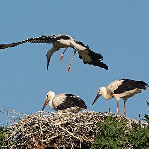 D71 0245 Storch Flugversuch II