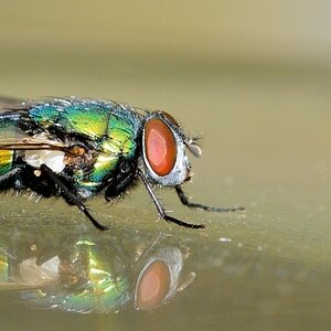 Fliege