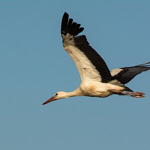 D71 0359 so müsst Ihr fliegen