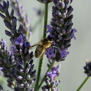 V3 StLeicht 02