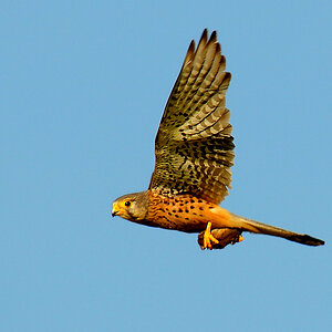 DSC 2666 Turmfalke Beute 1000