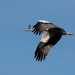D71 0319 Flugstudie I
