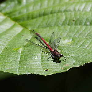 Frühe Adonislibelle (Pyrrhosoma nymphula)4
