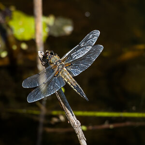 Vierfleck (Libellula quadrimaculata)3