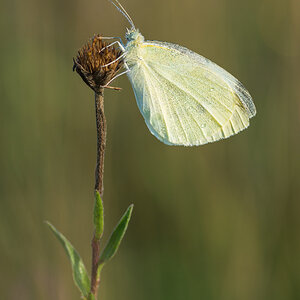 DSC 6977 NFF