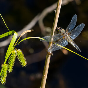 Vierfleck (Libellula quadrimaculata)12