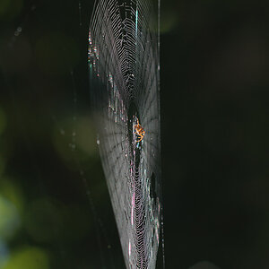 Kiefer Spinnennetz