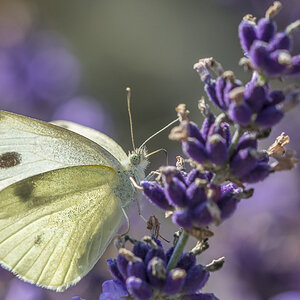 D710210