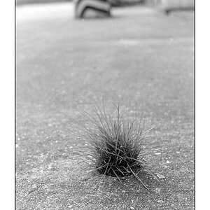 Gras