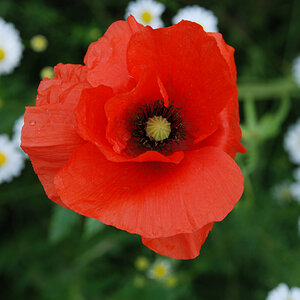 2012 06 10 0092 Mohn 1