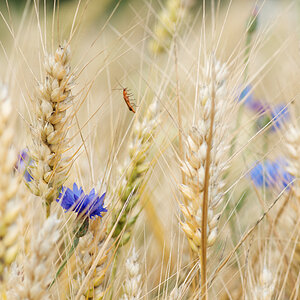91800korn blumen