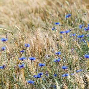 54800korn blumen