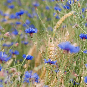 83800korn blumen