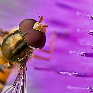 Ein Schwebfliege auf der Blüte einer Diestel.