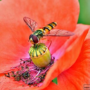 Rote Mohnblüte mit einer Schwebfliege