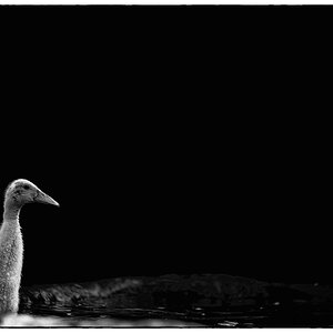 EntePZ1 1892