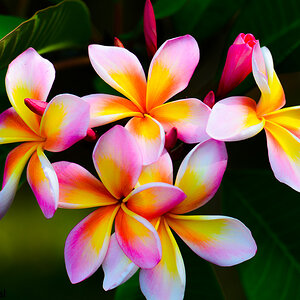Frangipani Blüte