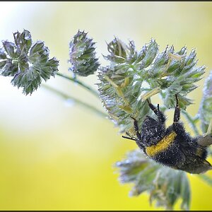 Hummel am Morgen