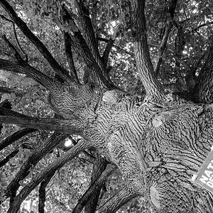 Baum