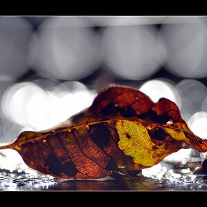 HerbstPZ1 1609