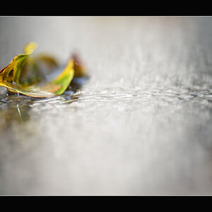 HerbstPZ1 1612