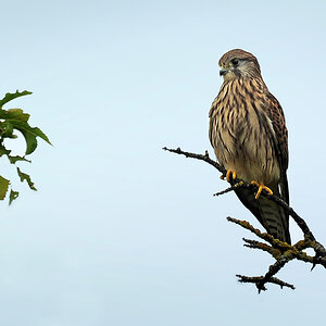 DSC 3980 Turmfalke 1000