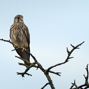 DSC 3981 Turmfalke 1000