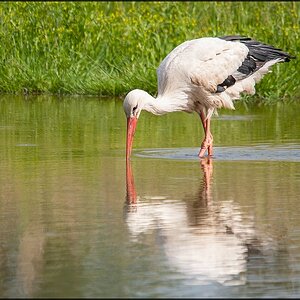 Storch an der Kiebitzwiese