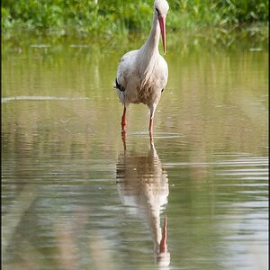 Storch an der Kiebitzwiese II