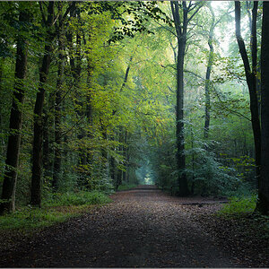 waldbild3