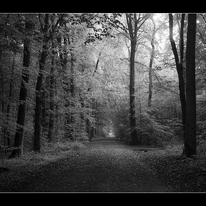 wald sw