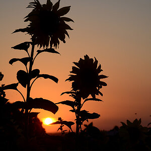 120723 vhs sonnenblumen016 anu