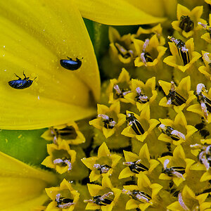 20140626 DSC3546 Käfer auf Sonnenblume bearbeitet 1