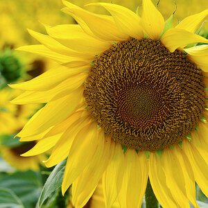 Sonnenblume
