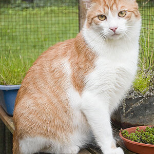 kater t5