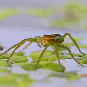 Dolomedes fimbriatus.
Unter dem deutschen Titel "Gerandete Jagdspinne" bekannt.
Die Spinne lebt in der Nähe stehender und langsam fließender Gewässer.