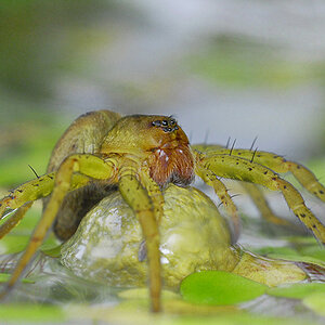 Dolomedes plantarius.
Mit der D.fimbriatus verwandt, mit der sie sich den Lebensraum teil, aber noch seltener.
Rote Liste, Streng geschützt.