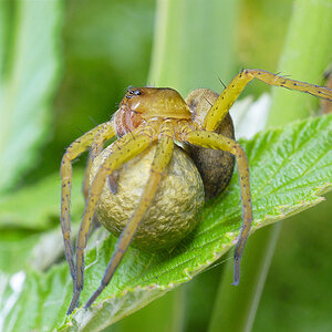 Dolomedes plantarius trägt wie ihre Verwandte den Eikokon mit den Chelizeren mit sich und beschützt ihn.
