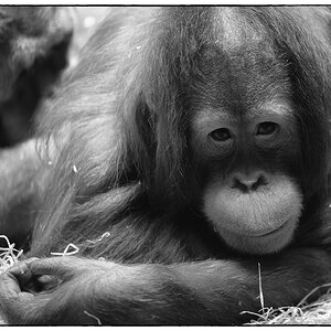 ZooPZ1 1044