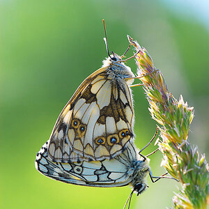Schachbrettfalter
(Melanargia galathea) bei der Paarung