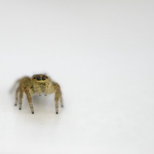 Springspinne