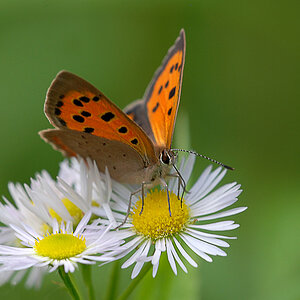 Kleiner Feuerfalter
(Lycaena phlaeas) auf Erigeron annuus