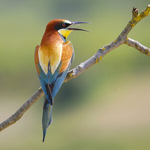 Bienenfresser (Merops apiaster)