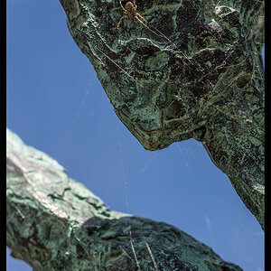 spiderwoman