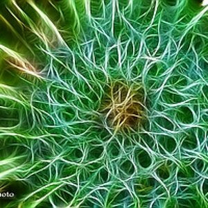 comp comp DSC 0472 Distel fractal
