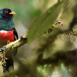 Maskentrogon, Bella Visata Cloud Forest
0568